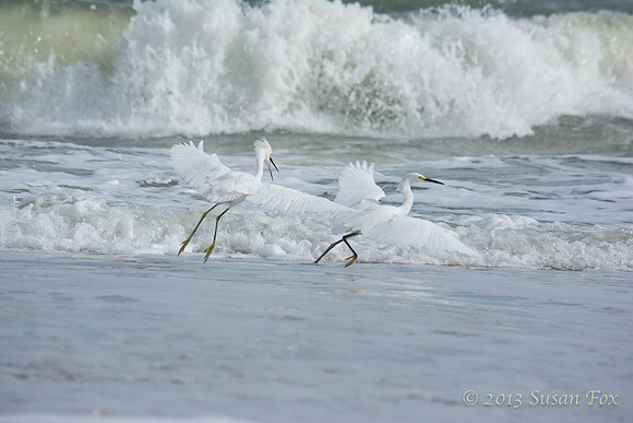 vilano beach egret 5-1