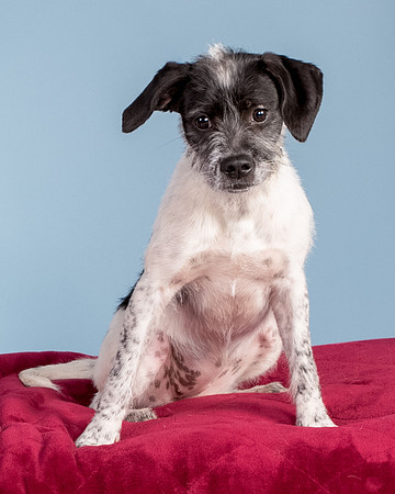 Foster Billie-8176