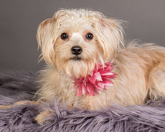 Foster Henrietta-8703