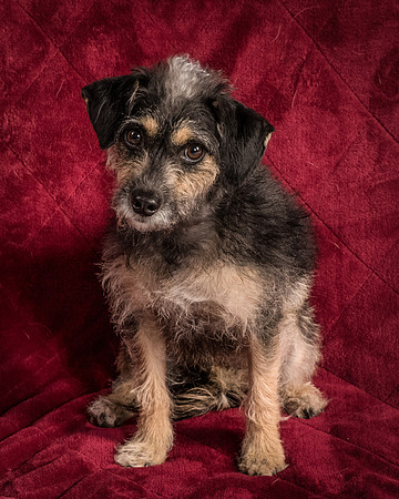 Foster Triscuit-5527