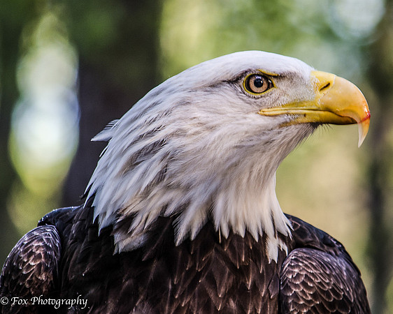 eagle