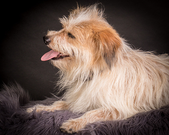 Foster Tiny-1288