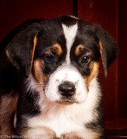 Baby Joss aka Molly-9353