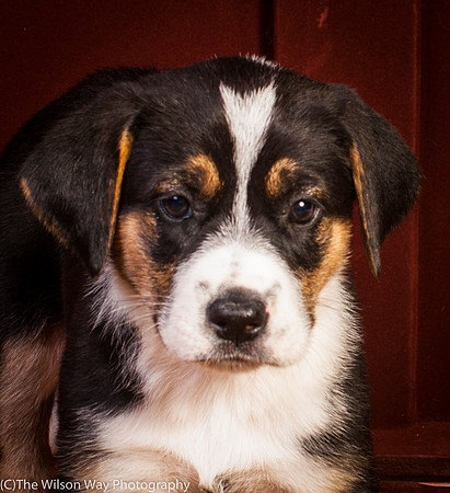 Baby Joss aka Molly-9353