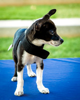 Foster Laila-9799