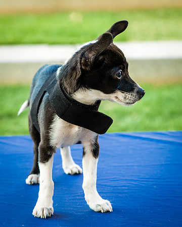 Foster Laila-9799