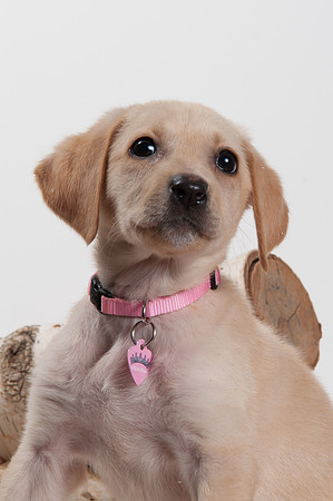 GCSPCA BB-6250
