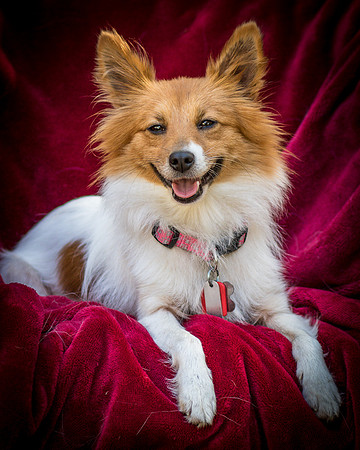 Foster Brandi-3397