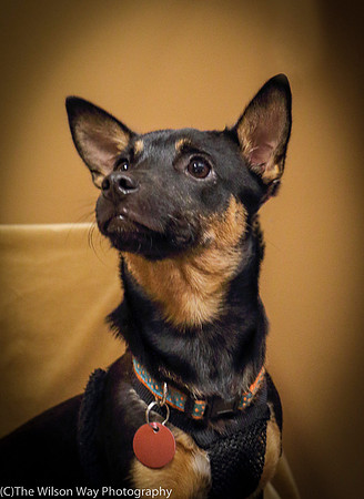 Foster Joni-0707