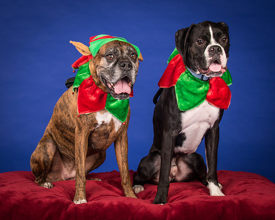 Brown-Jade and Louie-7331