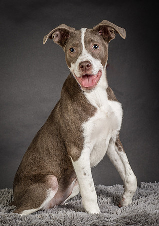 Foster Ari-8524