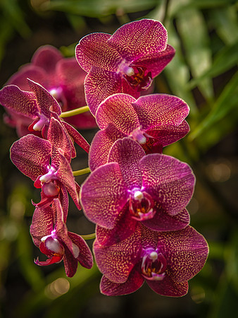 flowers-9121