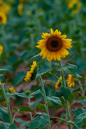 sunflowers-2166