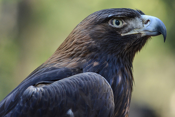 golden eagle 2-2140
