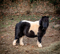 Llaura - Nov 2025