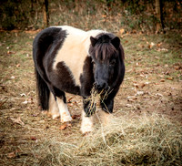 Llaura-7903