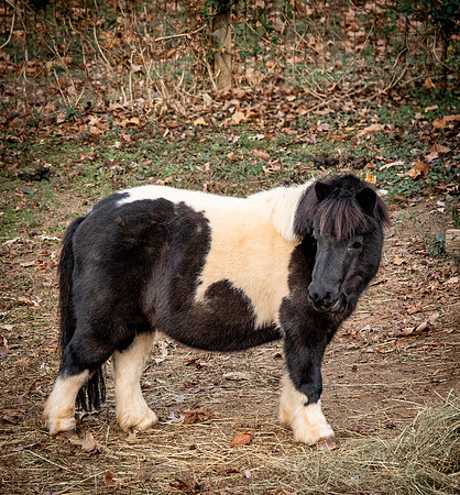 Llaura-7894