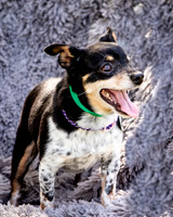 Foster Leela-7964