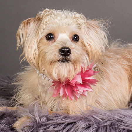 Foster Henrietta-8699