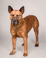 Foster Beans-2267