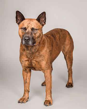 Foster Beans-2267
