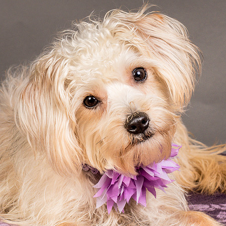 Foster Henrietta-8505