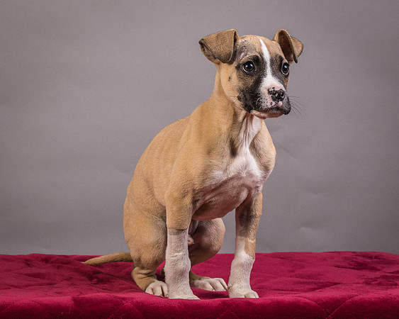 Foster Barnabas-4517