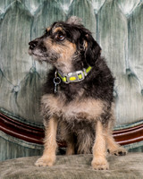 Foster Triscuit-5470