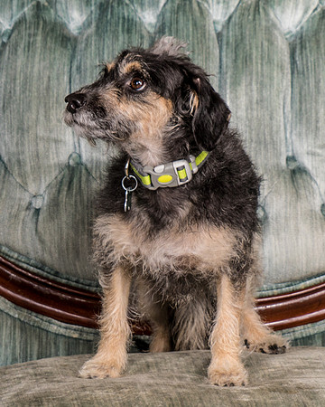 Foster Triscuit-5470