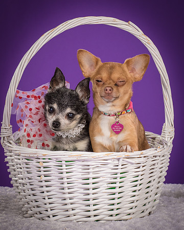 Rhumba and Hula-5505