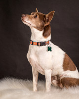 GCSPCA - Foster Gus