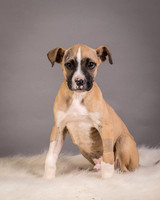 GCSPCA - Foster Barnabas
