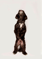 Henry-