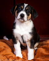 Baby Joss aka Molly-9337