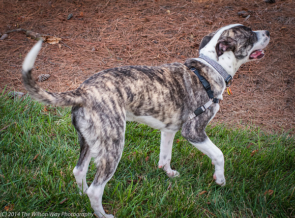Foster Louie-9658