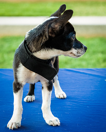 Foster Laila-9807