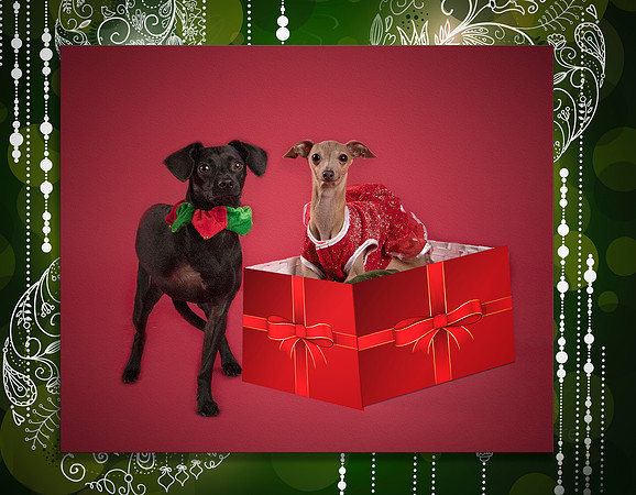 GCSPCA Calendar-December
