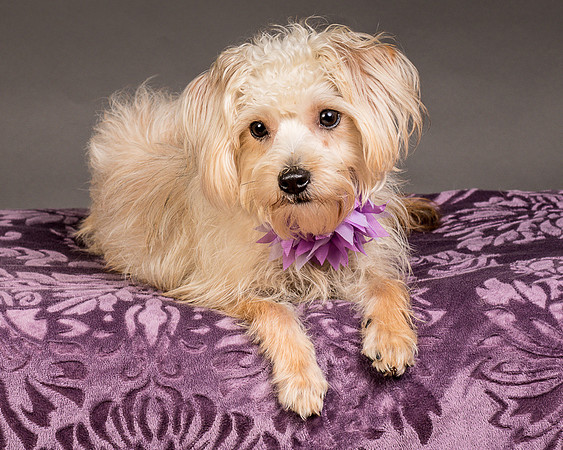 Foster Henrietta-8518