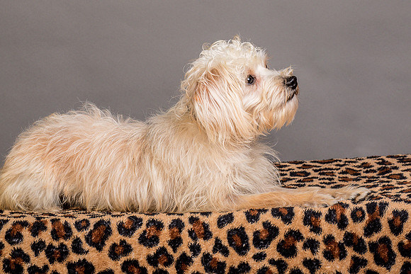 Foster Henrietta-8579