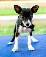 Foster Laila-9785