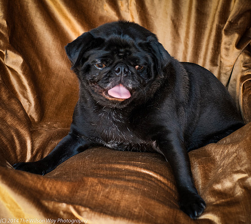Foster Hotdog-8892