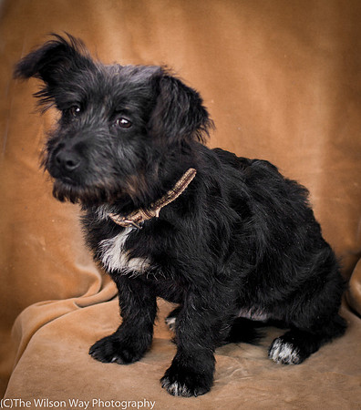 Foster Sidney-9577
