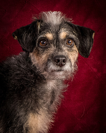 Foster Triscuit-5534