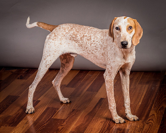 Foster Memphis-2985