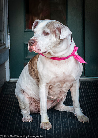 Foster Snickers-9274