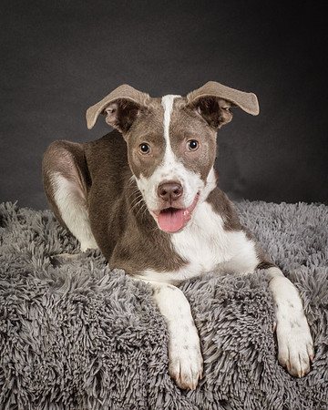 Foster Ari-8551