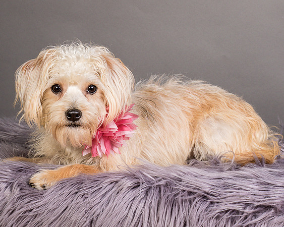 Foster Henrietta-8689