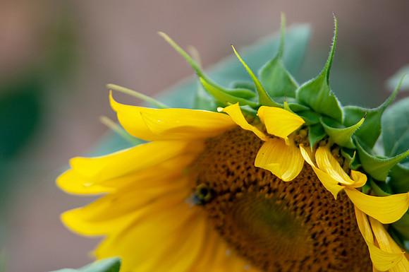 sunflowers-1922