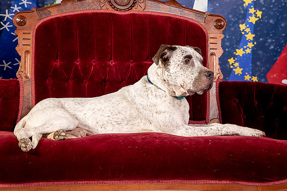 Foster Sylvester-0967