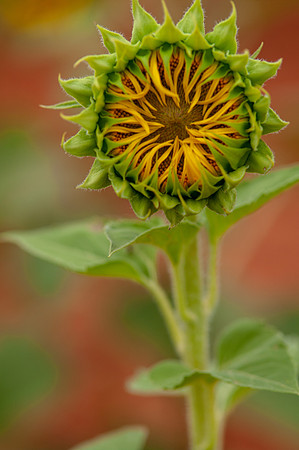 sunflowers-8377